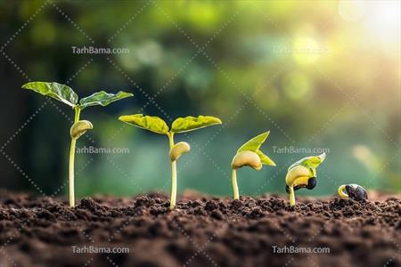 تصویر با کیفیت مراحل رشد گیاه لوبیا